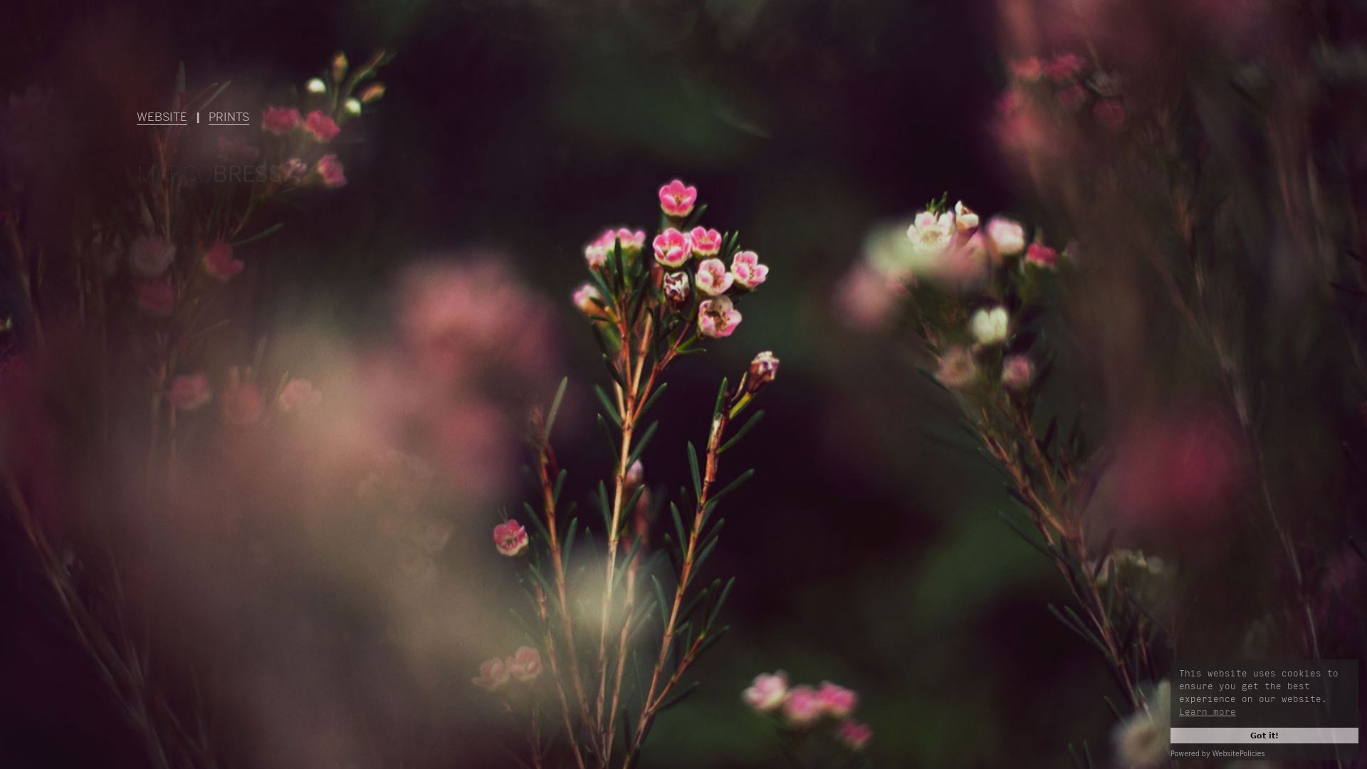 online photography portfolio