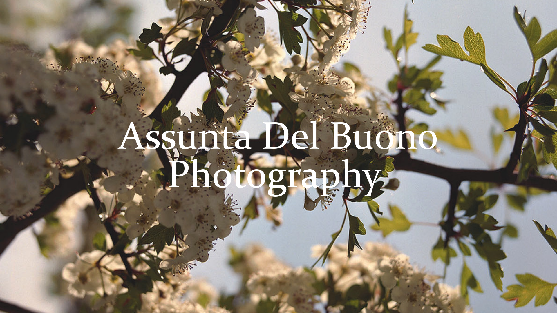 online photography portfolio